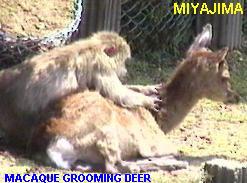Japanese 
monkey (macaque) grooming deer