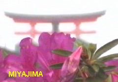 Miyajima flowers and Torii